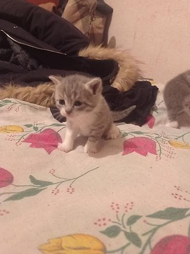 heyvan qəfəsi: Yaxşı əllərə — 2