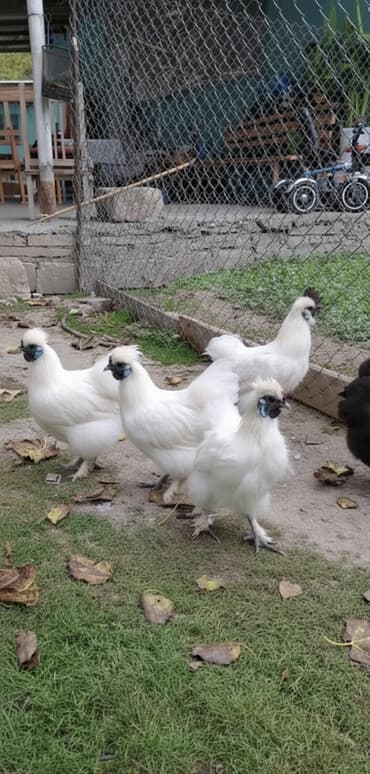 quş qefesleri: Pon Pon cütü 55 azn — 1