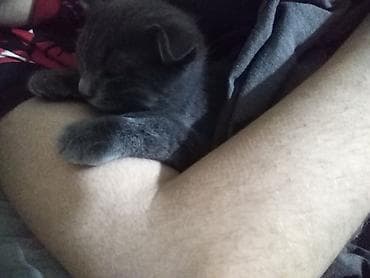 pişik cutleşdirme: Şotland, Dişi, Yaxşı əllərə, Ünvandan götürmə, Ödənişli çatdırılma — 5