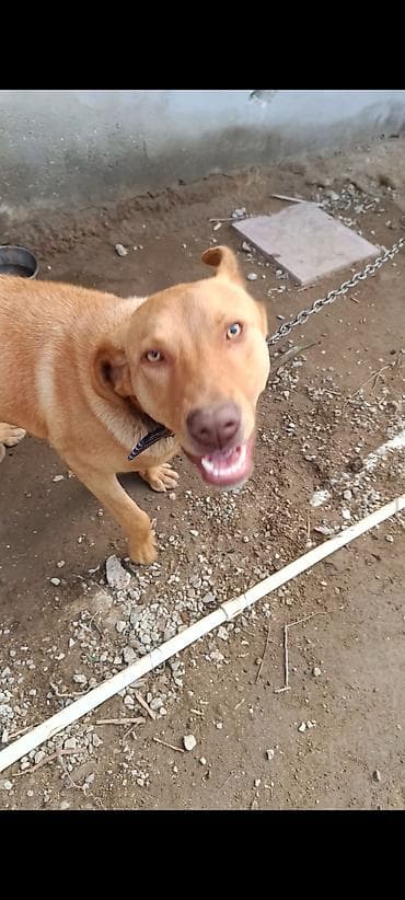 golden retriever satilir: Retriever, 10 ay, Erkek, Peyvəndli, Ünvandan götürmə — 7