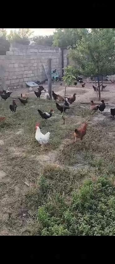 malta bolonka: Təcili satılmalıdır 24 saatin içinde 7 manat 130 dənədi 80 90 dene 100 — 1