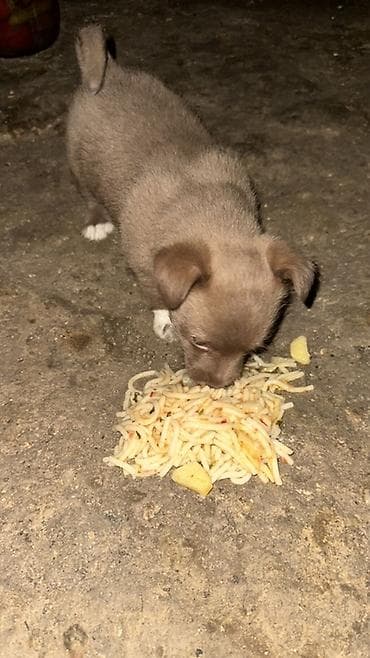 heyvan döşəyi: It balaları – kiçik ölçülü, qısa paltolu, qulaqları yuxarı-aşağı — 3