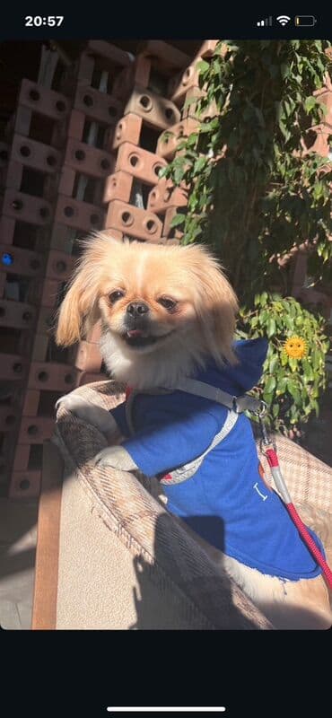 Gəmiricilər: Pekines — 3