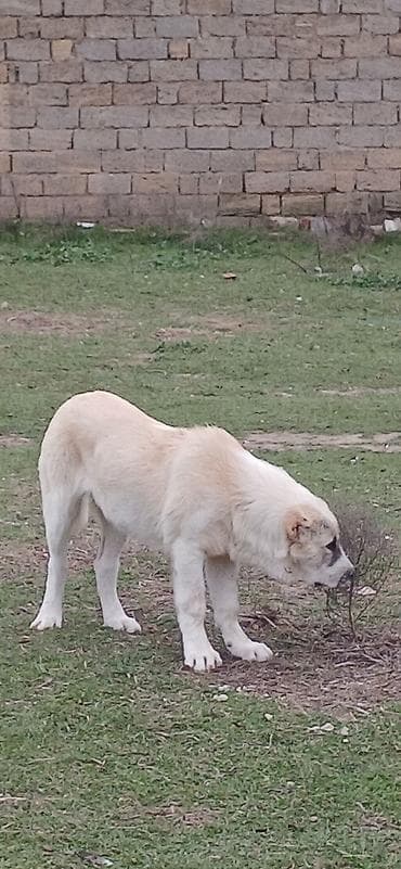 simmental danalarin satisi: Qurdbasar, 4 ay, Dişi, Peyvəndli, Ödənişli çatdırılma — 3