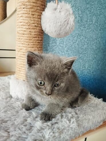 Şotland uzun tüklü