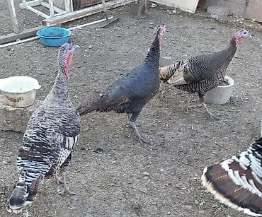 ÜNVAN GƏNCƏ.055 530 50 06☎️ 3 edet fere hinduşqa satilir 1 denesi 2