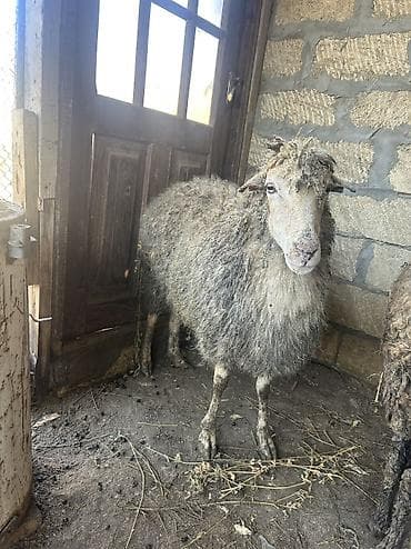 Bogaz qoyun satilir dogmaqa az qalib