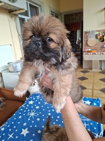 çoban itləri: Pekines — 6