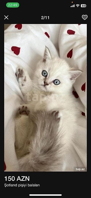 paroda pişik: Yaxşı əllərə — 8