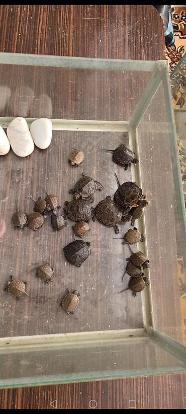 sahiblənmə: Su tısbağası balaları – ehtiraslı akvarium həvəskarları üçün — 6