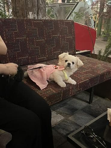 pekin: Pekines, Peyvəndli — 6