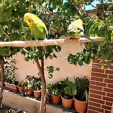 Tutuquşları: 🦜 Erkək və Dişi Cüt Dalğalı Tutuquşuları 🦜 Həyətdə belə uçub — 8