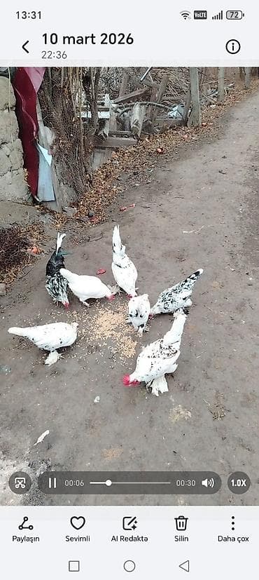 Gəmiricilər: Toyuq, Damazlıq — 6