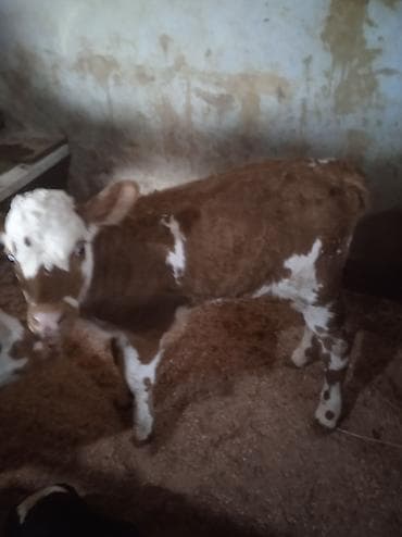 Digər heyvanlar: Dana, buzov, Dişi, ay: 1, Damazlıq, Ünvandan götürmə — 6