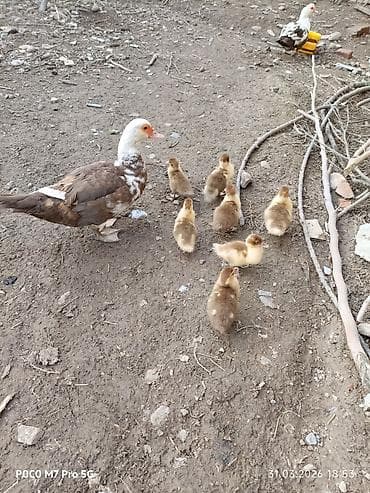 kənd təsərrüfatı heyvanları: Dişi, | Lal ördək, Ətlik — 2