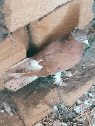 Quşlar: Mətn: Əbrəş erkək və ağ mayası olan hazır cüt göyərçin. Yumurtaya — 9