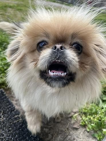 taxda qefes: Pekines, 10 ay, Erkek — 5