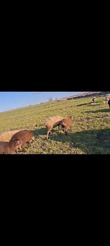 meymunun qiymeti: Dişi, il: 1, 40 kq, Damazlıq, Ünvandan götürmə — 4