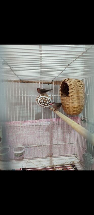 satliq ov itleri berde: Munqaqa erkek disi — 2