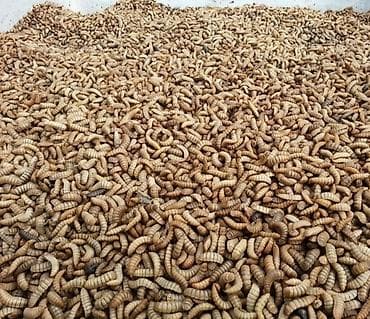 Akvariumlar: Qara əsgər milçəyi (Black Soldier Fly) sürfələri – zülal və yağla — 4