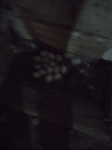 yuvalar: Musk ördəkləri və yumurtaları 1cutde lal ordek satilir cutu 50 azn - — 2