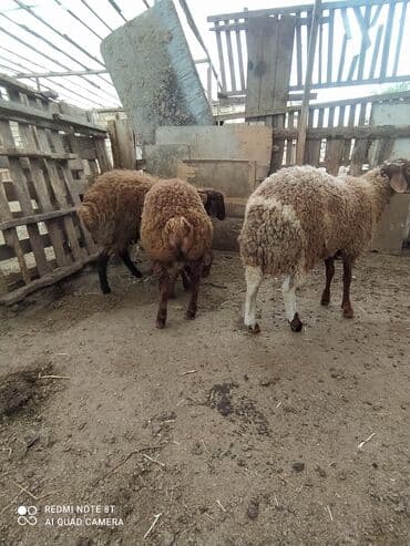 2 dənə ERKƏY quzular satılır tərəzinən 8, 50 KÖK QUZULARDI ÜNVAN lalafo.az -da 2 dənə ERKƏY quzular satılır tərəzinən 8, 50 KÖK QUZULARDI ÜNVAN