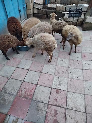 Dovşanlar: Quzu 8 quzudu 2 erkek 6 dişi sağlam saxlamalı quzulardi bir xirdasi — 5