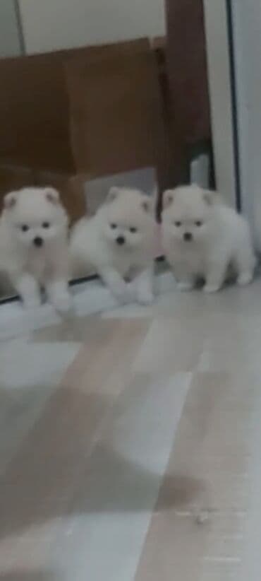 coban iti satiram: Şpitz, 1 ay, Erkek — 1