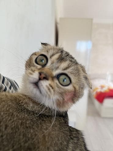 cuce yem qablari: Tabbi, Yaxşı əllərə — 2