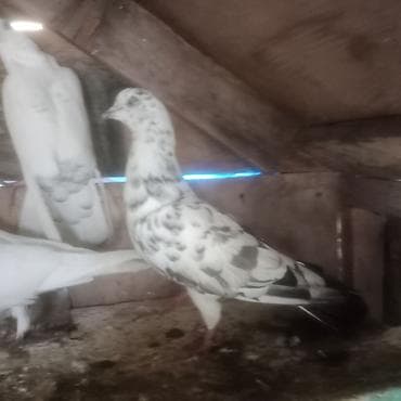 bildircin quşu: Enli quyruq çiler uzun quşlardi hazir cütduler bala veren quslardi — 5