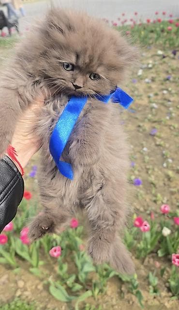 pişik aliram: Şotland uzun tüklü, Erkək, Yaxşı əllərə, Pulsuz çatdırılma — 5