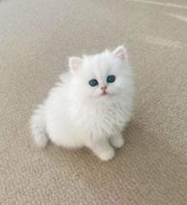 Ağ tüklü balaca pişik balaları - Cins: uzun tüklü, tam ağ rəng