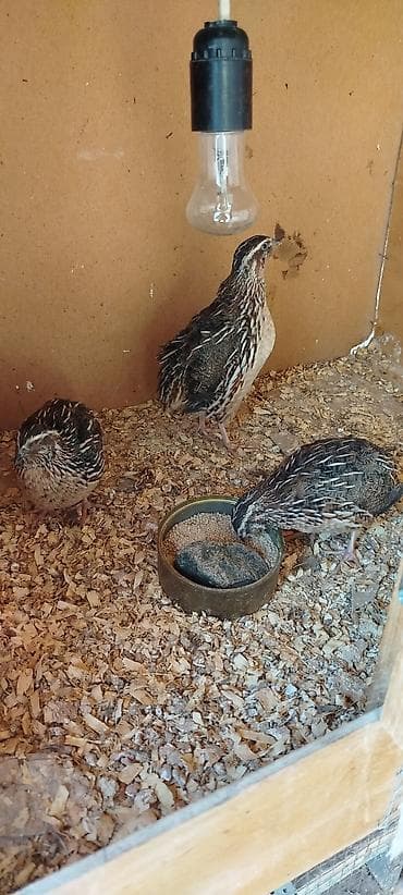 Bildirçinlər satılır 3 ü də Erkəydi qiymət hamısı 10 manat ünvan