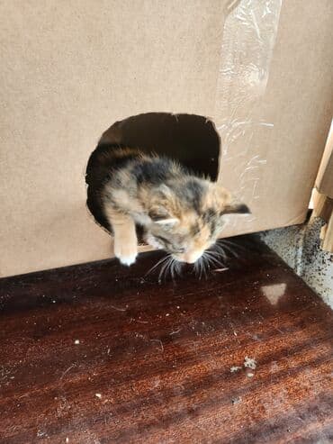 сколько стоит котёнок: Самка — 10