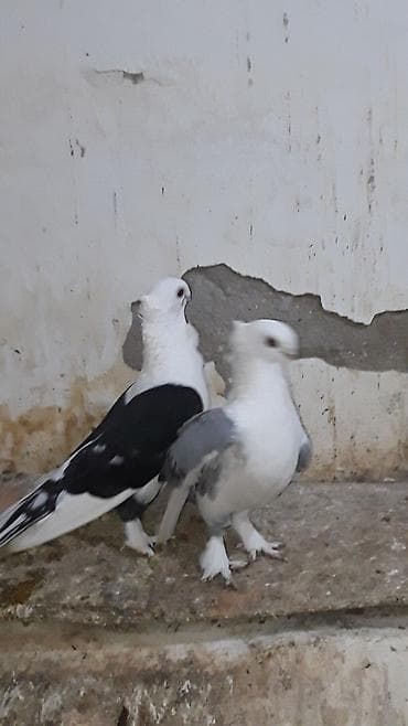 kakadu quşu: Hazir cut yumurta uste hunkariler erkeyi qara mayasi sari cep.cutu — 2
