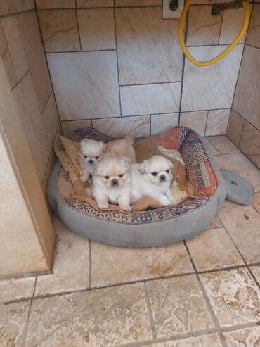 Gəmiricilər: Pekines, 1 ay, Erkek, Peyvəndli, Ünvandan götürmə — 1