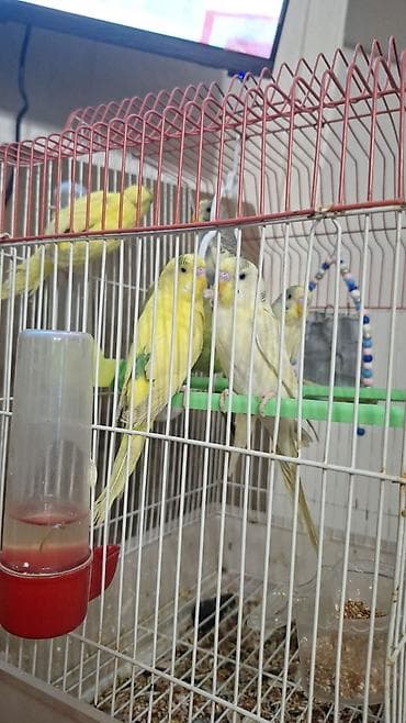 ev it: Seçmə rənglərdə dalmatin və klassik naxışlı seyrək dalğalı (büdcərqar) — 7