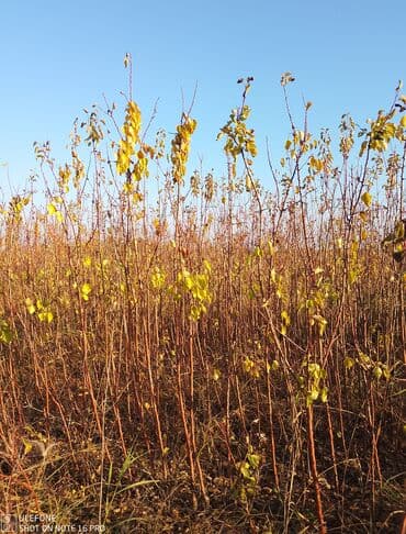 kağız doğrayan aparat: Meyvə tingləri satışdadır və sağlam zəmanətli sifariş verə bilərsiz — 3