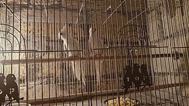 Голуби: Karela qiymet 240 azn 2si cutduler Ağ rəngli nimfa tutuquşuları — 4