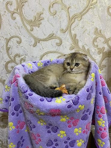 ev meymunları: Balaca pişik balası – krem rəngli tüklər, iri mavi gözlər, qısa — 9