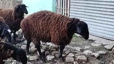 hinduska satilir: 3 baş damazlıq qoç satılır qiyməti 800 manat. 3 baş da dişi quzu — 8