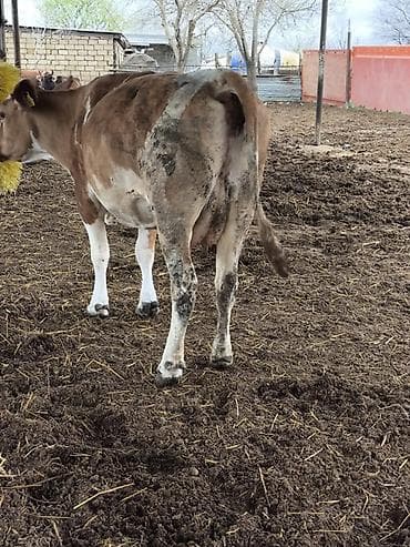 simental inekler: 20 litir südü var balaaiz satilir 1ci qarin dogub cox sakit heyvandir — 2