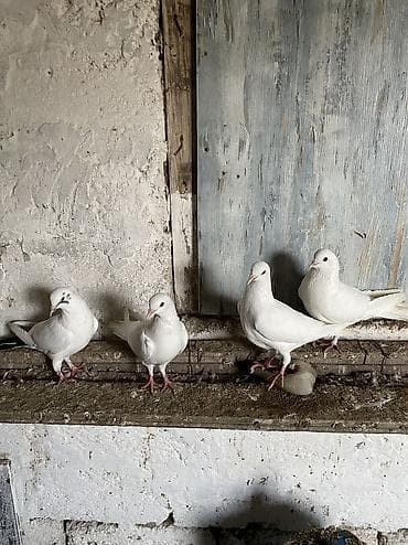 Balıqlar: Bir cüt ag cılmaq bakı agları bir dene qarabas erkek bir dene qara — 3