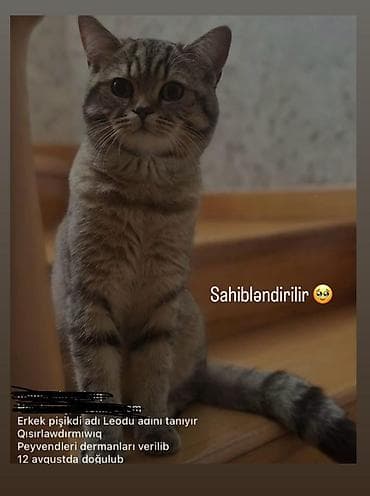 pişik qumu: Tabbi, Erkək, Yaxşı əllərə — 1
