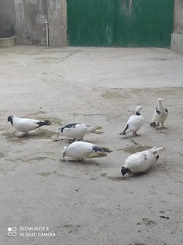 hindquşu balası: Göyərçin 6 ədəddir 2 cütdi 2 cü baladi 2 tək təkdir ünvan hökməli — 2