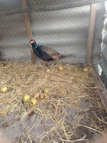 Mercedes-Benz: Məhsul: Fazan quşları (dekorativ və damazlıq) Təsvir: - Şəkillərdə — 2