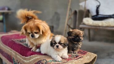 itle barter: Pekines, 2 ay, Erkek — 4