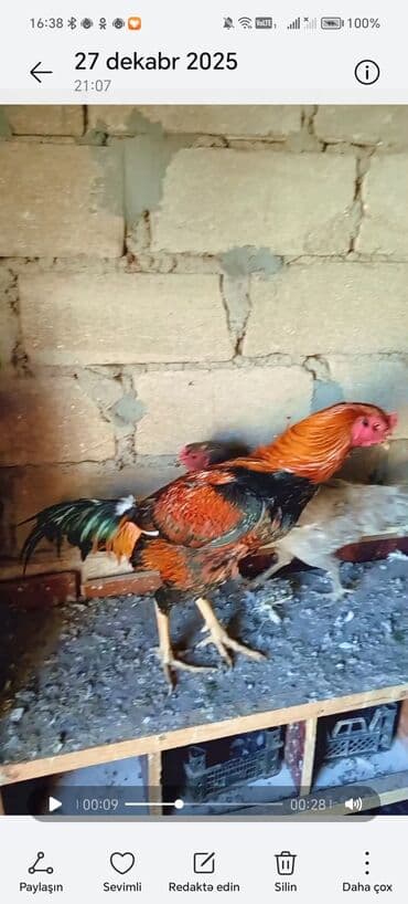 Lamborghini: Məhsul: Qırmızı-qara rəngli döyüş xoruzu Təsvir: - Cins tipi — 3