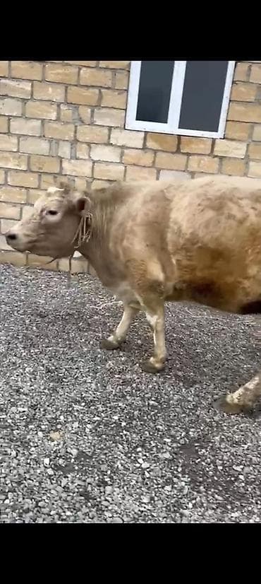 Yemlər: Salam aleykum əziz dosdlar bele bir gözel dogmamiş dügemiz çıxdı — 5