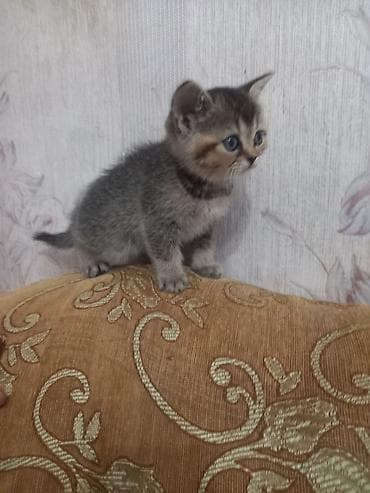 Tabbi